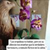 Orquídeas en maceta