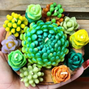 Jardín de Suculentas