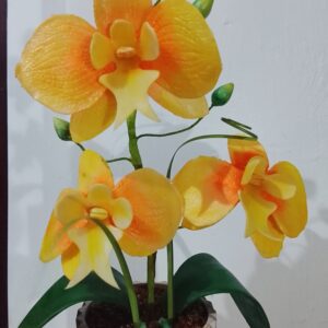 Orquídea mediana en maceta grande